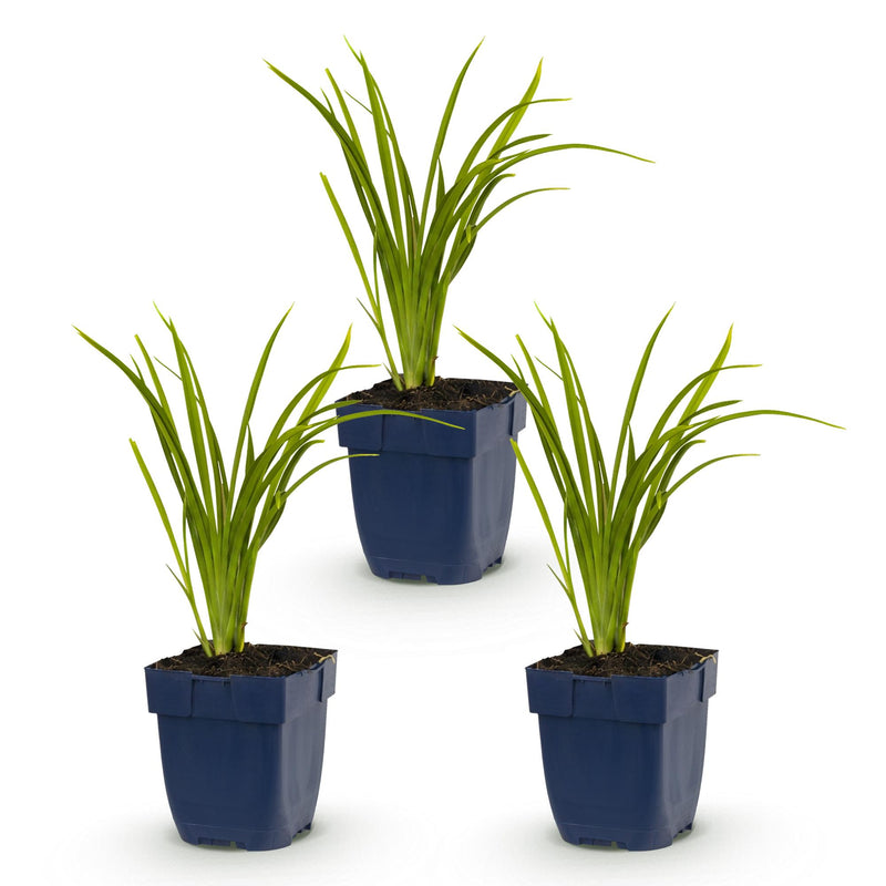 Green boutiQ - Vasteplant - Hemerocallis Autumn Red - Daglelie - Bijen en Vlinderlokkers - Rood - 3 Planten - Pot 11cm - Hoogte 15-25cm