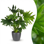 Green boutiQ - Plante d'intérieur - Philodendron - Philodendron Lickety Split - Vert - Entretien facile - 1 plante - avec pot gris - Pot 19cm - Hauteur 70cm