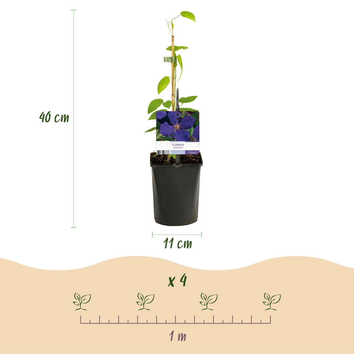 Green boutiQ - Klimplant - Clematis Jackmanii - Bloem Blauw - Weinig onderhoud -2 planten -  Pot 11cm Hoogte 40cm