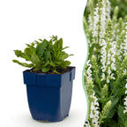 Green boutiQ - Plante vivace - Salvia nem. Schneehügel - Sauge - Attire les abeilles et les papillons - Blanc - 3 plantes - Pot 11 cm - Hauteur 15-25 cm