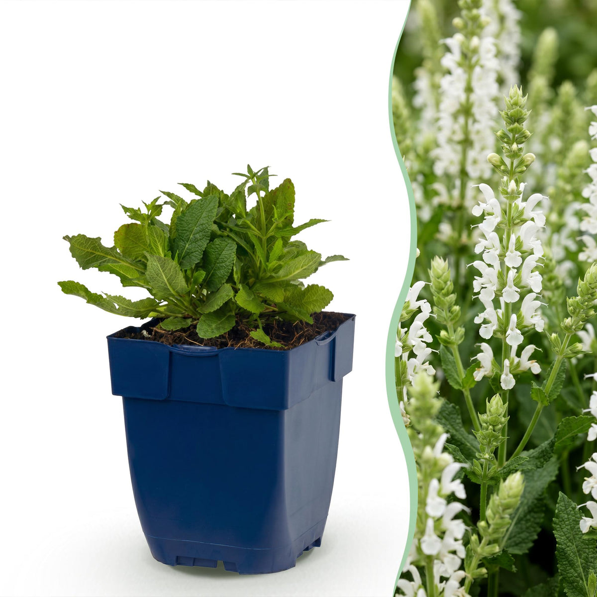 Green boutiQ - Plante vivace - Salvia nem. Schneehügel - Sauge - Attire les abeilles et les papillons - Blanc - 3 plantes - Pot 11 cm - Hauteur 15-25 cm