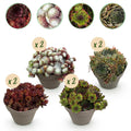Green boutiQ - Couvre-sol - Rustique - Sempervivum Big Sam - 8 Plantes - Couleurs assorties - Peu d'entretien - Pot 14 Hauteur 17