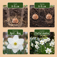 30x Narcissus Triandrus Thalia - Engelennarcis - Wit - Voorjaarsbloeier - Bolmaat 10/12