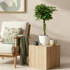 Green boutiQ - Plante d'intérieur - Schefflera Nora - Vert - Entretien facile - 1 plante - avec pot blanc - Pot 21cm - Hauteur 70 - 80cm