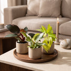 3x Baby Philodendron Tricolour - White - Pink - Yellow - Green - Tropical - Ø6cm - ↕10-15cm