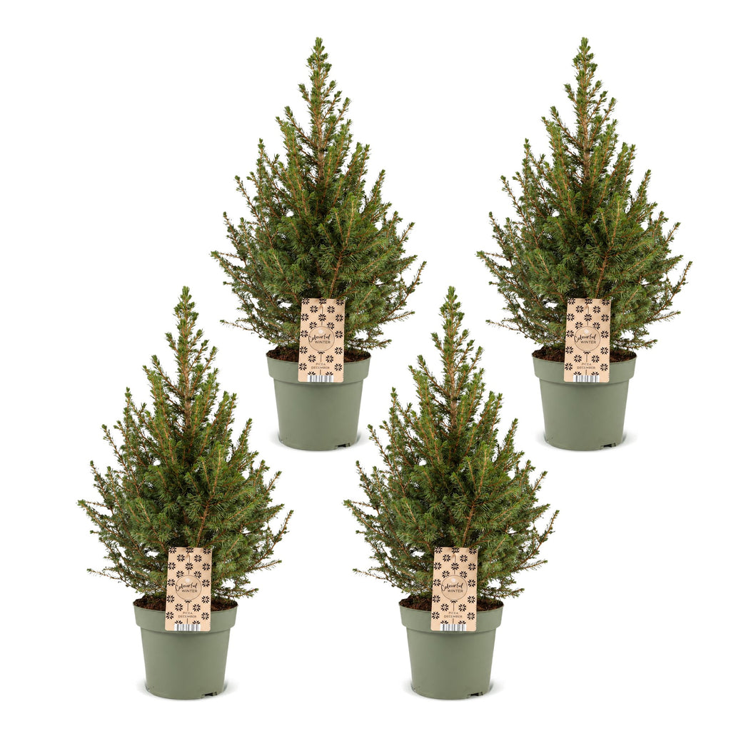 4x Picea glauca Conica - Dwarf Alberta Spruce - Green - Christmas tree - Ø17cm - ↕65cm