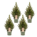 4x Picea glauca Conica - Dwarf Alberta Spruce - Green - Christmas tree - Ø17cm - ↕65cm