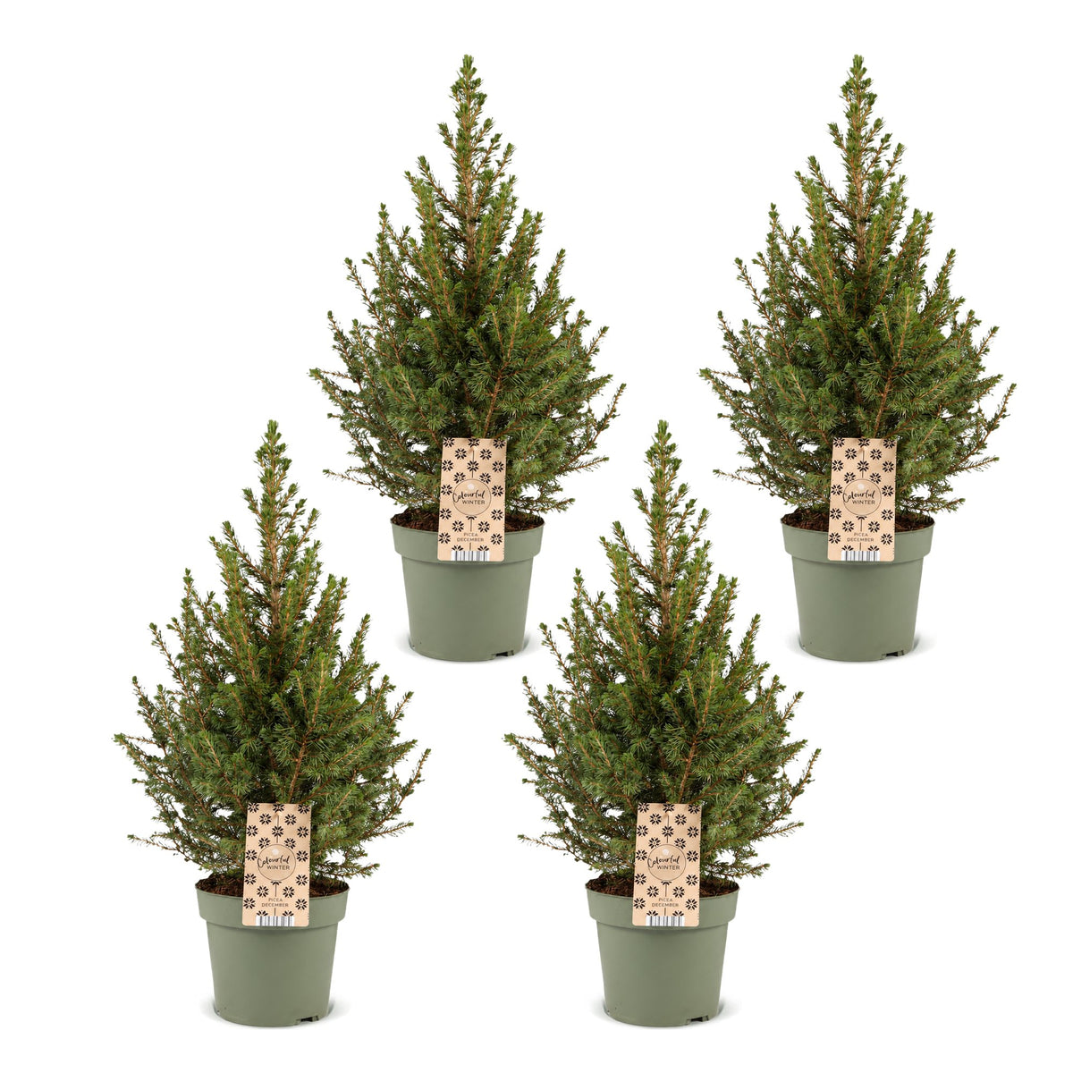 4x Picea glauca Conica - Dwarf Alberta Spruce - Green - Christmas tree - Ø17cm - ↕65cm
