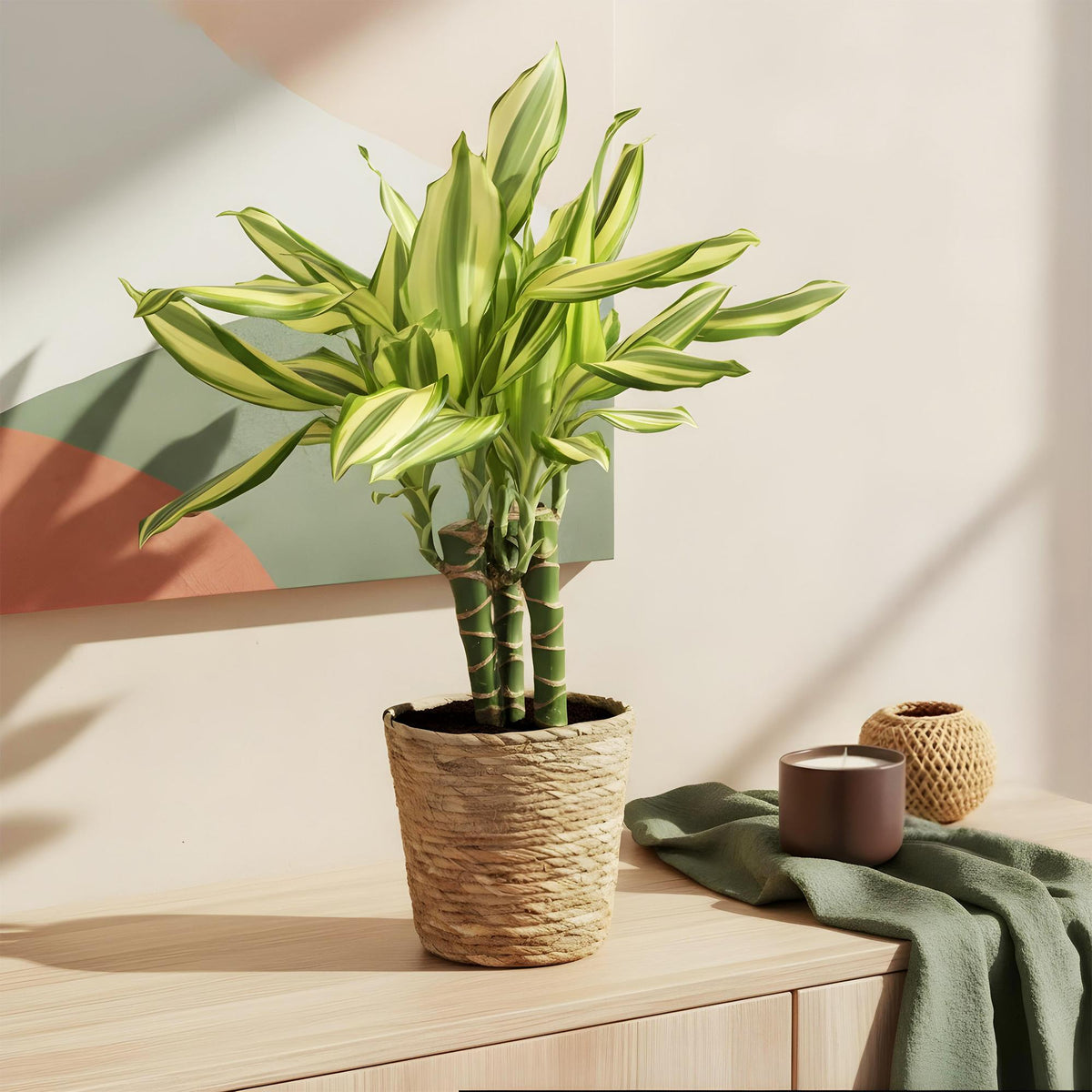 Green BoutiQ - Green is... Plantes d'intérieur - Dracaena fragrans Diamond Dream - Dragonnier - Peu d'entretien - avec panier - Vert - 2 Plantes - Pot 17cm - Hauteur 50-55cm