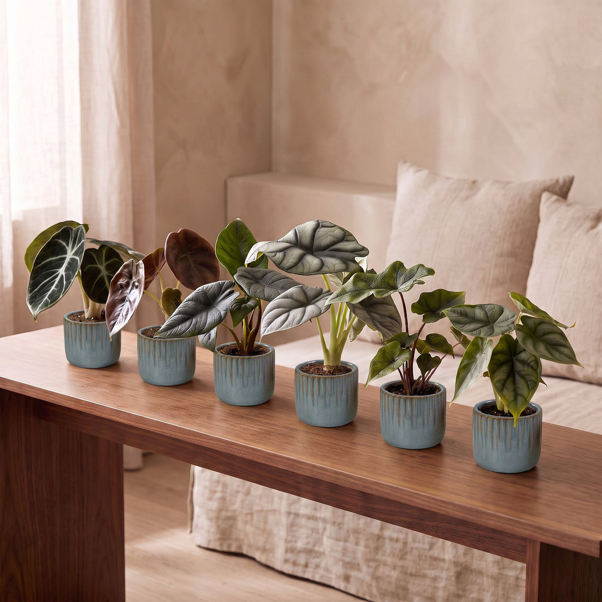 6x Baby Alocasia Familie - Red - Green - Black - Silver - Grey - Tropical - incl. Linnea Misty Blue - Ø6cm - ↕12cm
