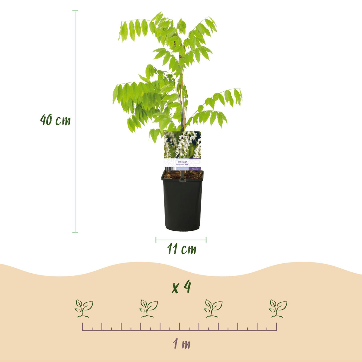 Green boutiQ - Glycine - Wisteria floribunda Tricolour - Fleurs bleu rose blanc - 3 plantes - Pot 11cm Hauteur 40cm