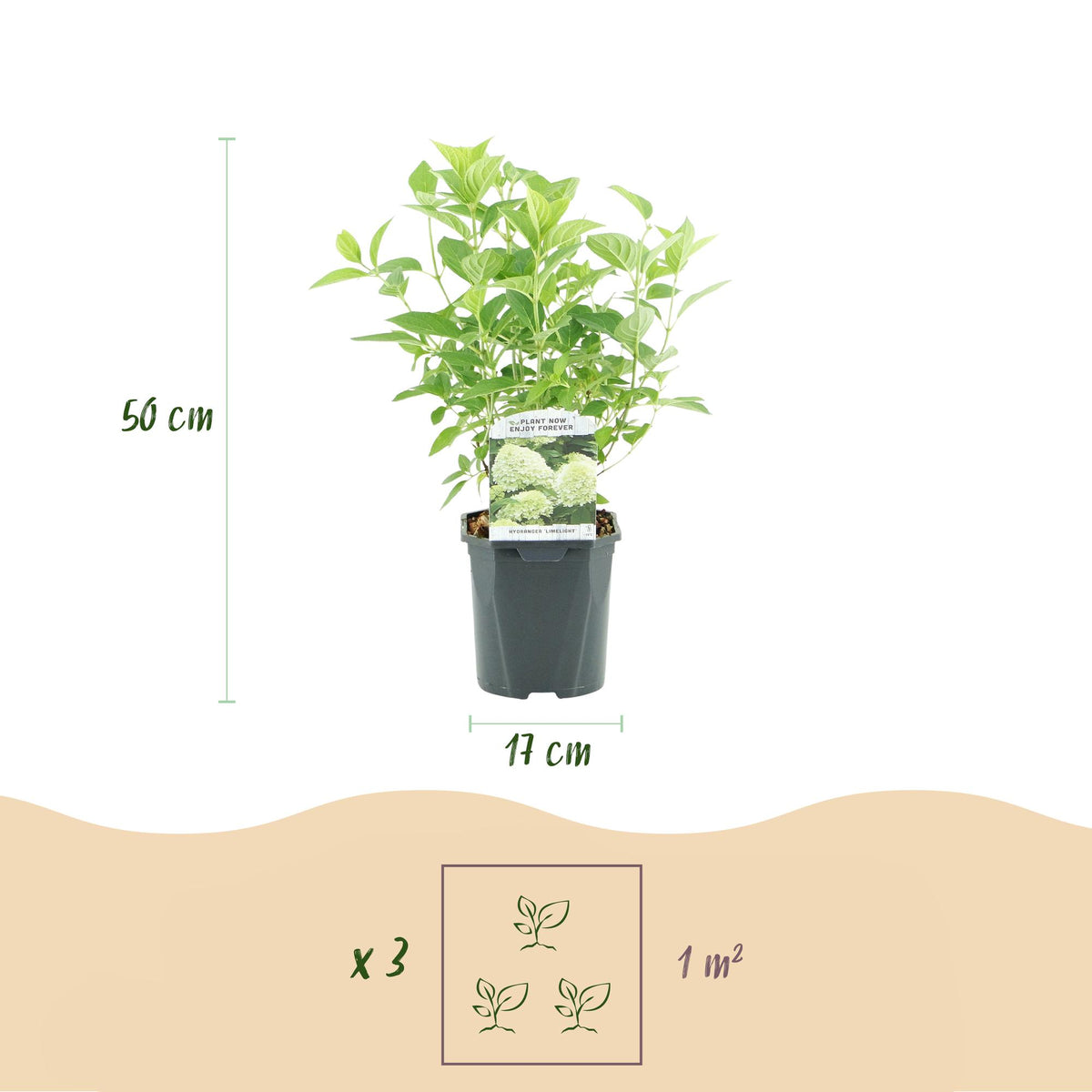 Green boutiQ - Hydrangea paniculata Limelight - Fleurs crème blanc - 3 plantes - 1 m2 - Caduc - Grandes fleurs - Pot 17 cm - Hauteur 50 cm