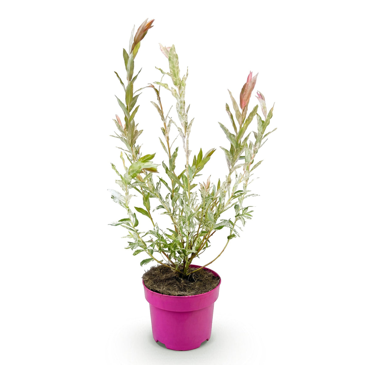 Salix Flamingo - Ø17cm - ↕40-50cm