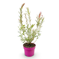 Salix Flamingo - Ø17cm - ↕40-50cm