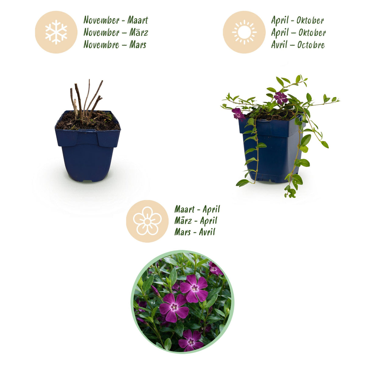 Vasteplant - Vinca minor Atropurpurea - Maagdenpalm - Bodembedekkend - Paars - 6 Planten - Pot 11cm - Hoogte 15-25cm
