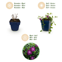 Vasteplant - Vinca minor Atropurpurea - Maagdenpalm - Bodembedekkend - Paars - 6 Planten - Pot 11cm - Hoogte 15-25cm
