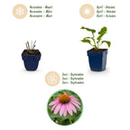 Green boutiQ - Stauden - Echinacea purp. Magnus - Sonnenhut - Bienen- und Schmetterlingsmagnet - Rosa - 24 Pflanzen - Topf 11cm - Höhe 15-25cm