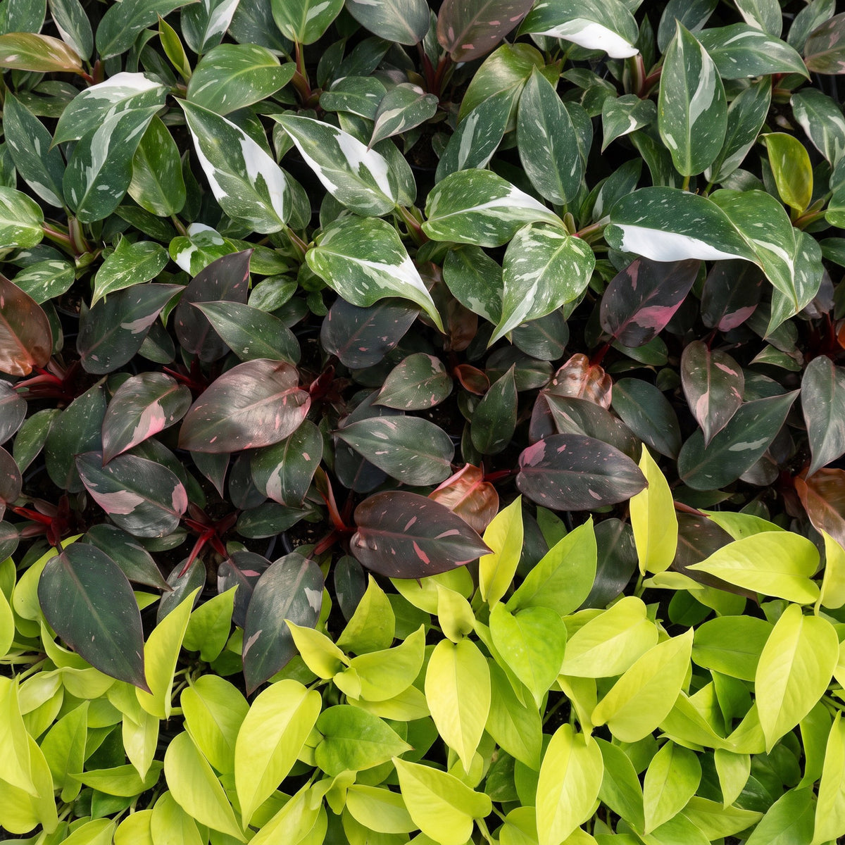 3x Baby Philodendron Tricolour - White - Pink - Yellow - Green - Tropical - incl. Linnea Misty Blue - Ø6cm - ↕10-15cm