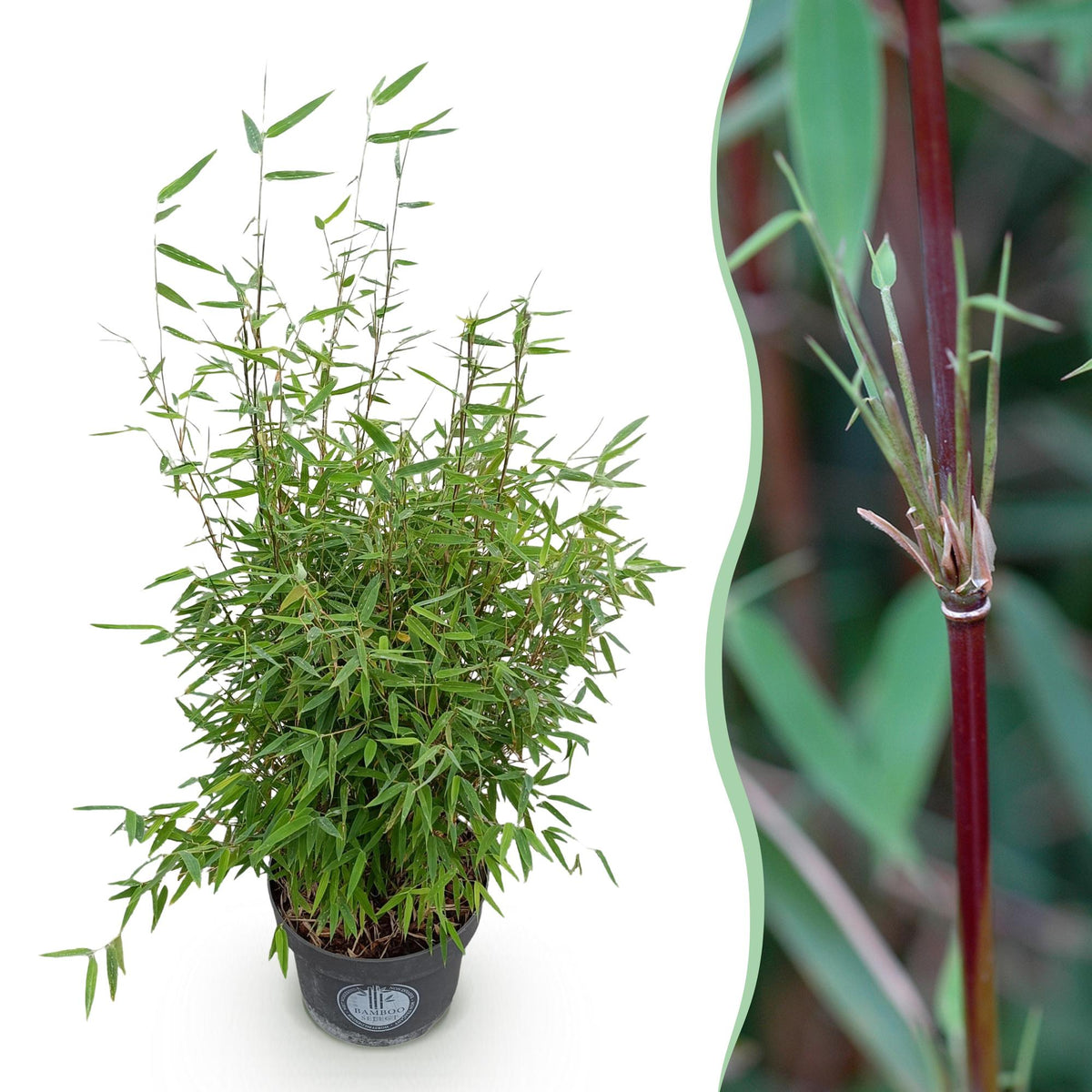 Green boutiQ - Graminées - Fargesia nitida Red Dragon - Bambou non traçant - Persistant - Vert - 1 plante - Pot 23 cm - Hauteur 80 cm