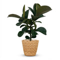 Green boutiQ - Plante d'intérieur - Plante en caoutchouc - Ficus Elastica Cloe - Vert - Entretien facile - 1 plante - avec panier - Pot 19cm - Hauteur 65cm