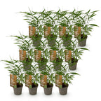 Green boutiQ - Bambus - Fargesia Asian Wonder - Immergrün - Nicht wuchernd - Grün - 12 Pflanzen - Topf 14cm - Höhe 35cm