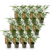 Green boutiQ - Bamboe - Fargesia Asian Wonder - Bladhoudend - Niet Woekerend - Groen - 12 Planten - Pot 14cm - Hoogte 35cm
