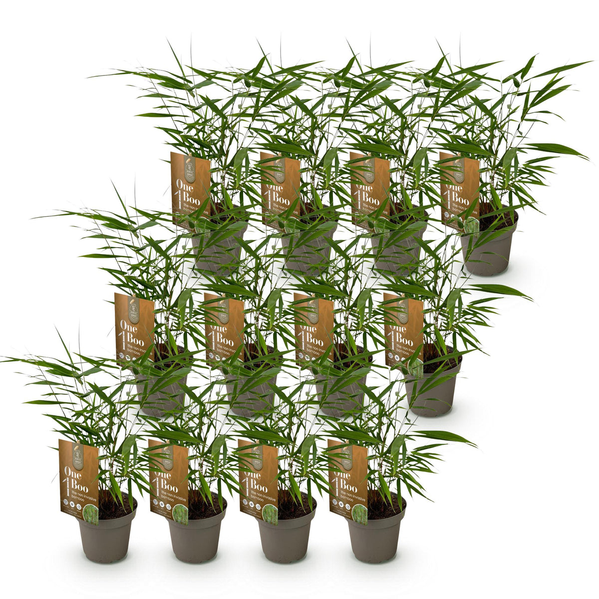 Green boutiQ - Bambus - Fargesia Asian Wonder - Immergrün - Nicht wuchernd - Grün - 12 Pflanzen - Topf 14cm - Höhe 35cm