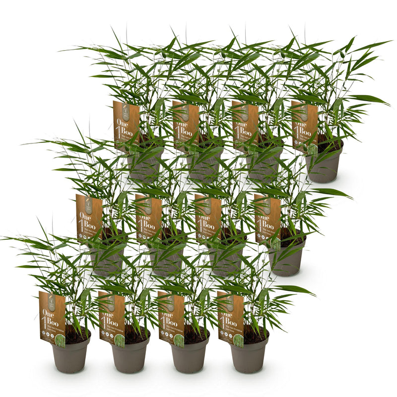Green boutiQ - Bamboe - Fargesia Asian Wonder - Bladhoudend - Niet Woekerend - Groen - 12 Planten - Pot 14cm - Hoogte 35cm