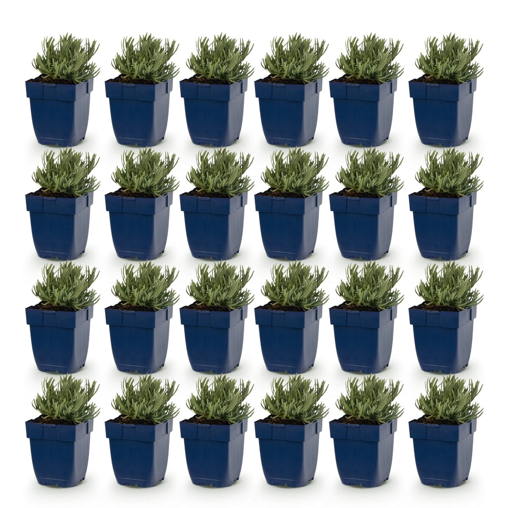 Green boutiQ - Plante vivace - Lavandula ang. Dwarf Blue - Lavande - Parfumée - Violet - 24 Plantes - Pot 11cm - Hauteur 15-25cm