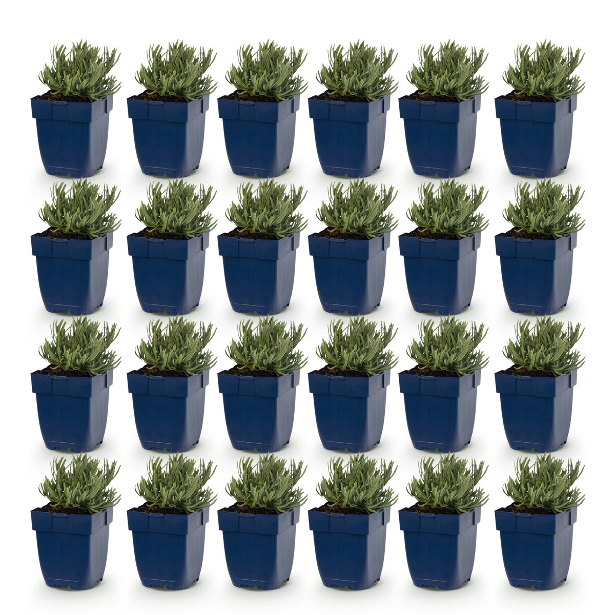Green boutiQ - Vasteplant - Lavandula ang. Dwarf Blue - Lavendel - Geurend - Paars - 24 Planten - Pot 11cm - Hoogte 15-25cm
