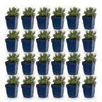 Green boutiQ - Plante vivace - Lavandula ang. Dwarf Blue - Lavande - Parfumée - Violet - 24 Plantes - Pot 11cm - Hauteur 15-25cm