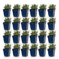 Green boutiQ - Vasteplant - Lavandula ang. Dwarf Blue - Lavendel - Geurend - Paars - 24 Planten - Pot 11cm - Hoogte 15-25cm