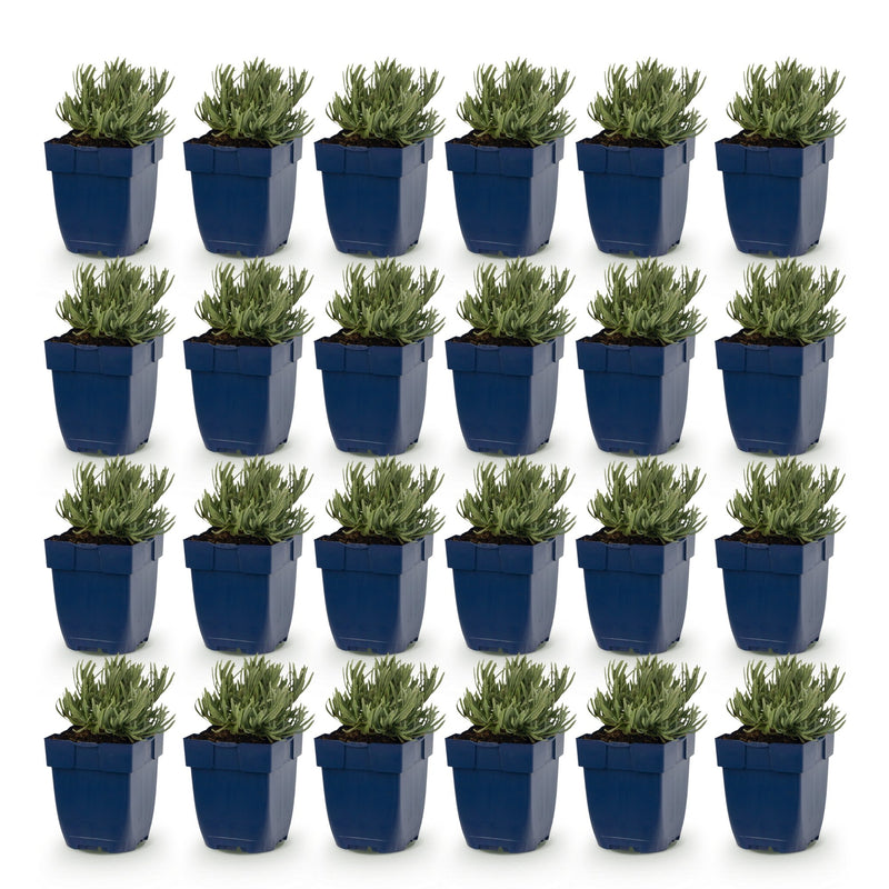 Green boutiQ - Vasteplant - Lavandula ang. Dwarf Blue - Lavendel - Geurend - Paars - 24 Planten - Pot 11cm - Hoogte 15-25cm