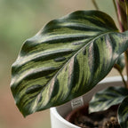 Green boutiQ - Plante d'intérieur - Calathea Makoyana - Vert - Entretien facile - 1 plante - avec pot blanc - Pot 19cm - Hauteur 70cm