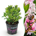 Green boutiQ - Rhododendron nain - Rhododendron Bloombux rose clair - Buis fleuri - Peu d'entretien - Fleur rose clair - 1 plante - Pot 10,5 cm - Hauteur 20-25 cm