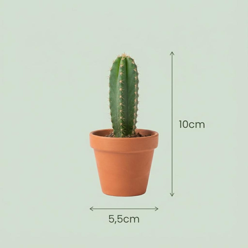 Mini Cactus Mix - 12 Stuks - Ø 8,1 cm - Hoogte: 5-10 cm - Terracotta Potten