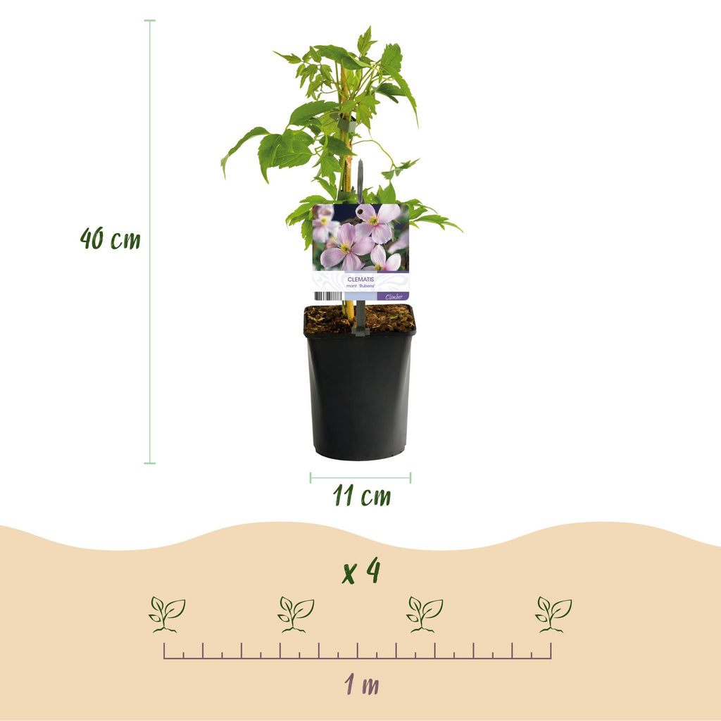 Green boutiQ - Plante grimpante - Clematis montana Rubens - Fleur rose - Floraison précoce - Peu d'entretien - 2 plantes - Pot 11cm Hauteur 40cm