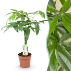 Green BoutiQ - Green is... Plantes d'intérieur - Pachira Aquatica tronc tressé - Arbre à argent - Entretien facile - Vert - 1 Plante - Pot 17cm - Hauteur 60-70cm