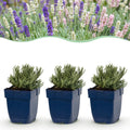 Green boutiQ - Plante vivace - Lavandula Tricolour - Lavande - Parfumée - Bleu - Rose - Blanc - 24 plantes - Pot 11cm - Hauteur 15-25cm