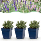 Green boutiQ - Plante vivace - Lavandula Tricolour - Lavande - Parfumée - Bleu - Rose - Blanc - 24 plantes - Pot 11cm - Hauteur 15-25cm