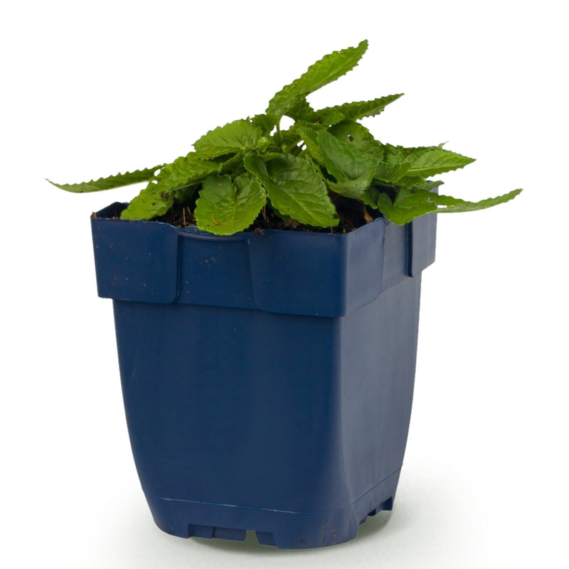 Green boutiQ - Perennial - Stachys off. Ukkie - Lamb's Ear - Rock Plants - Pink - 1 Plant - Pot 11cm - Height 15-25cm