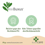 Green boutiQ - Boule de buis - BetterBuxus Skylight - Résistant à la maladie du buis - 2 plantes - pot 23cm, boule 25cm