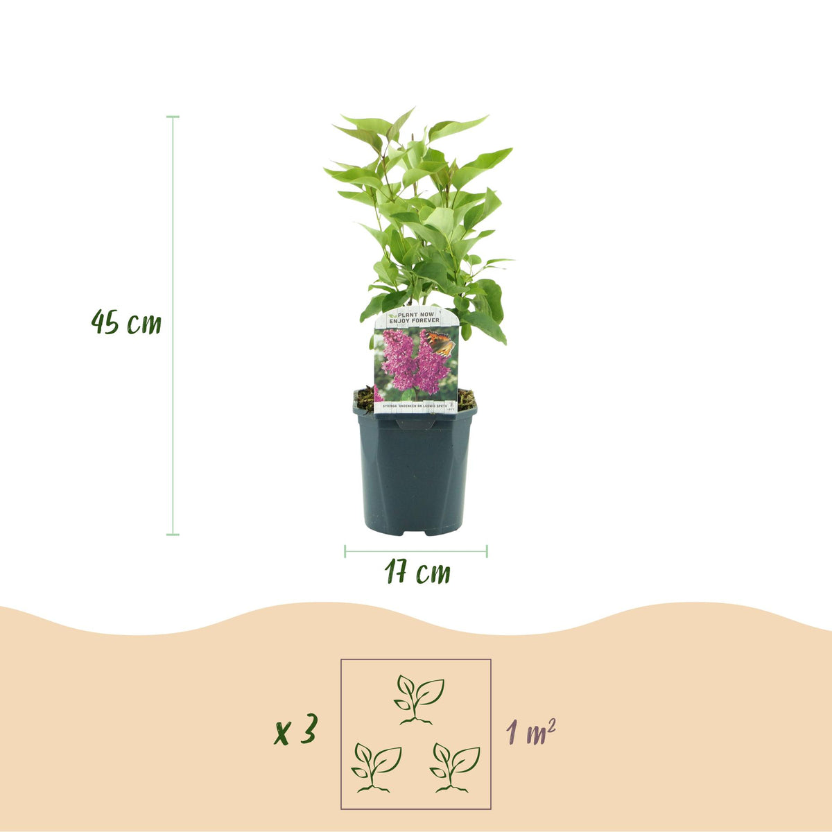 Green boutiQ - Tuinplant - Syringa vulgaris Ludwig Spath - Gewone Sering - Winterhard - Paars - 1 Plant - Pot 17cm - Hoogte 45cm