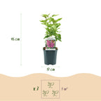 Green boutiQ - Plante de jardin - Syringa vulgaris Ludwig Spath - Lilas commun - Rustique - Violet - 1 Plante - Pot 17cm - Hauteur 45cm