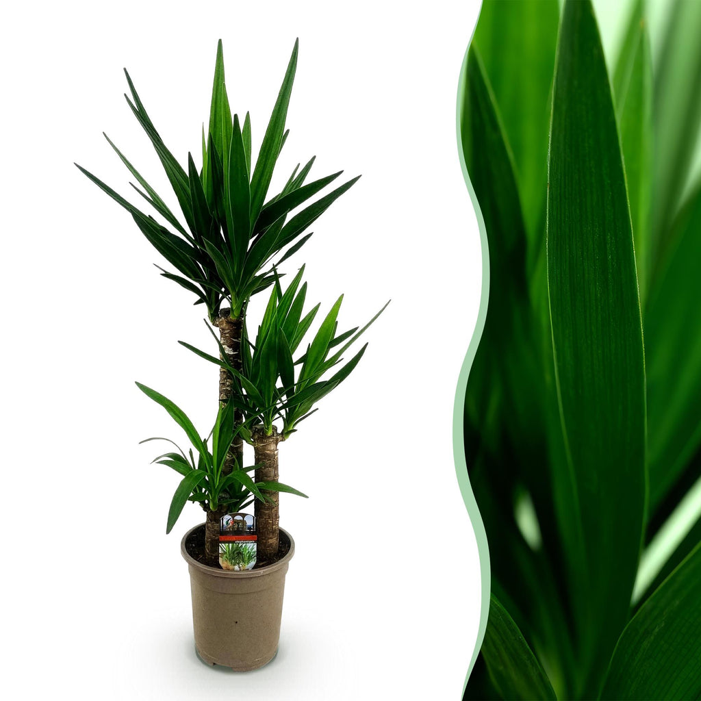 Green boutiQ - Plante d'intérieur - Yucca elephantipes - Yucca - Peu d'entretien - Vert - 1 - Pot 21cm - Hauteur 100cm