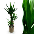 Green boutiQ - Plante d'intérieur - Yucca elephantipes - Yucca - Peu d'entretien - Vert - 1 - Pot 21cm - Hauteur 100cm