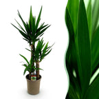 Green boutiQ - Plante d'intérieur - Yucca elephantipes - Yucca - Peu d'entretien - Vert - 1 - Pot 21cm - Hauteur 100cm