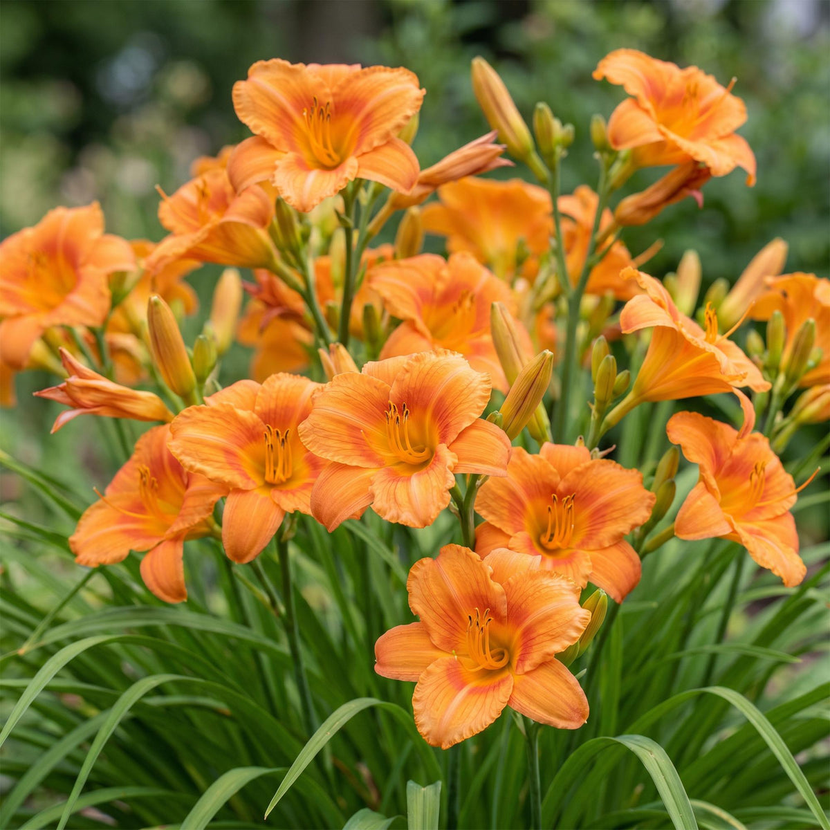 Green boutiQ - Plante vivace - Hemerocallis Mauna Loa - Hémérocalle - Attire les abeilles et les papillons - Orange - 1 plante - Pot 11 cm - Hauteur 15-25 cm