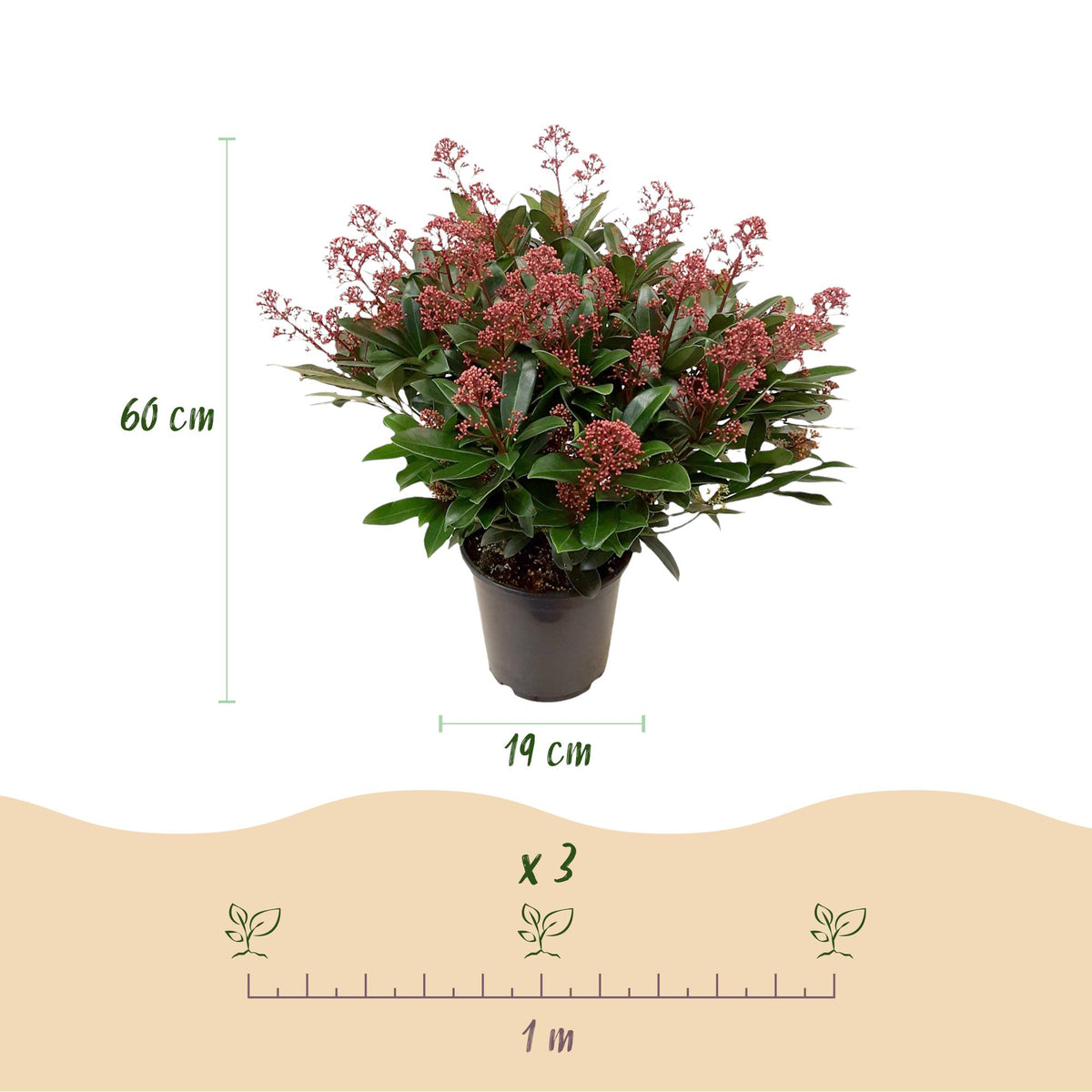 1x - Plante de terrasse - Skimmia japonica Rubella - Fleur Rouge - 40+ Fleurs - 1 Plante - Rustique - Pot 19cm Hauteur 60cm