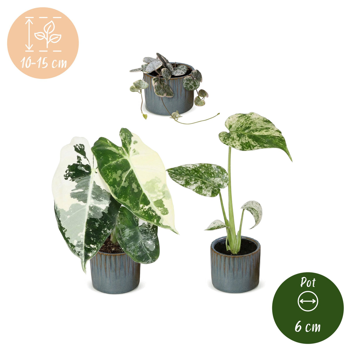 3x Baby Variegata Mix - Various colours - Tropical - incl. Linnea Misty Blue - Ø6cm - ↕10-15cm